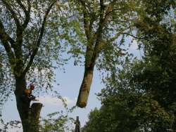 bomen rooien Jabeek